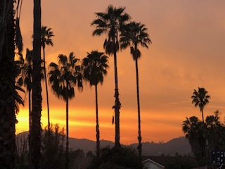 palm trees and sunset IMG_2888